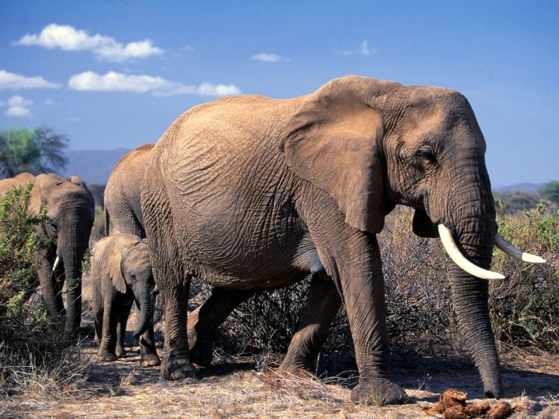 African Elephants, Africa.jpg