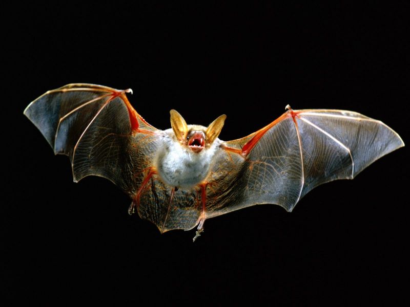 Bat in Flight.jpg