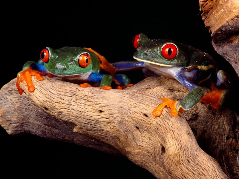 Best Buddies, Red-Eyed Tree Frog