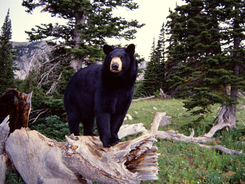Black Bear on Stump, Montana.jpg