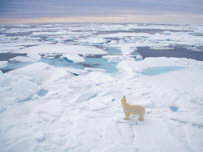 Polar Bear, Svalbard, Norway.jpg