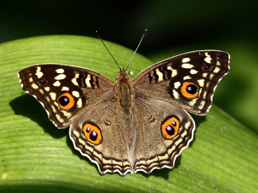 Бабочка Junonia lemonias, так же