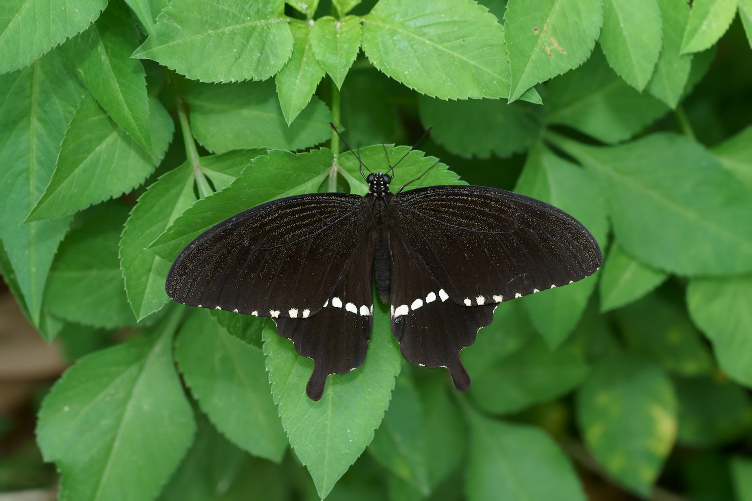 シロオビアゲハ (Papilio polytes)