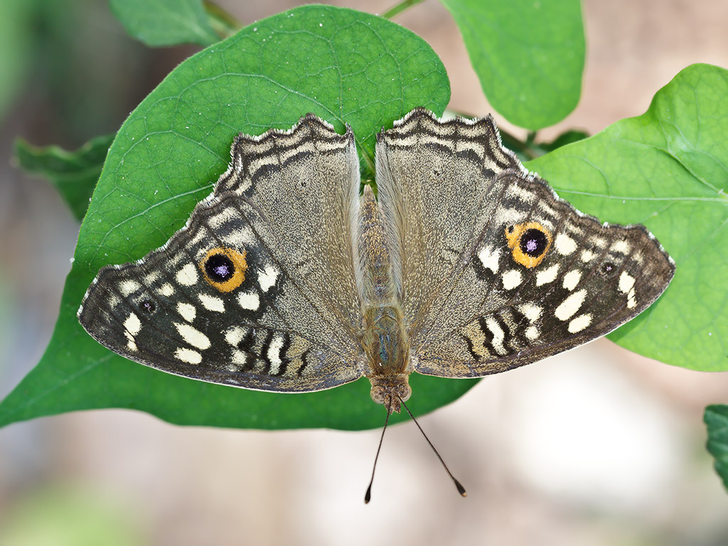 Тайская бабочка. Имя неизвестно.