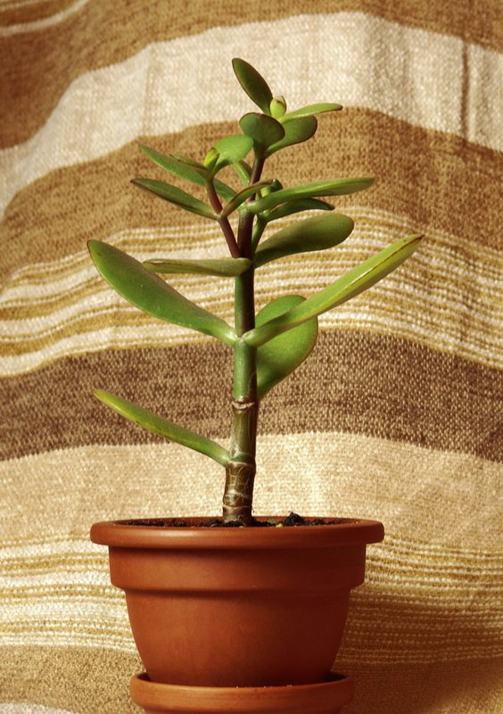 Crassula ovata (Денежное дерево)