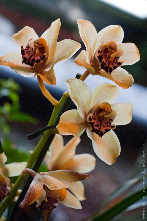 orchids_310110_21.jpg