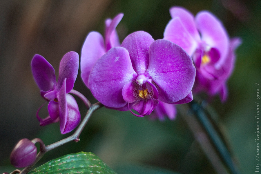 orchids_310110_17.jpg