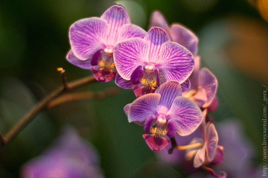 orchids_310110_10.jpg