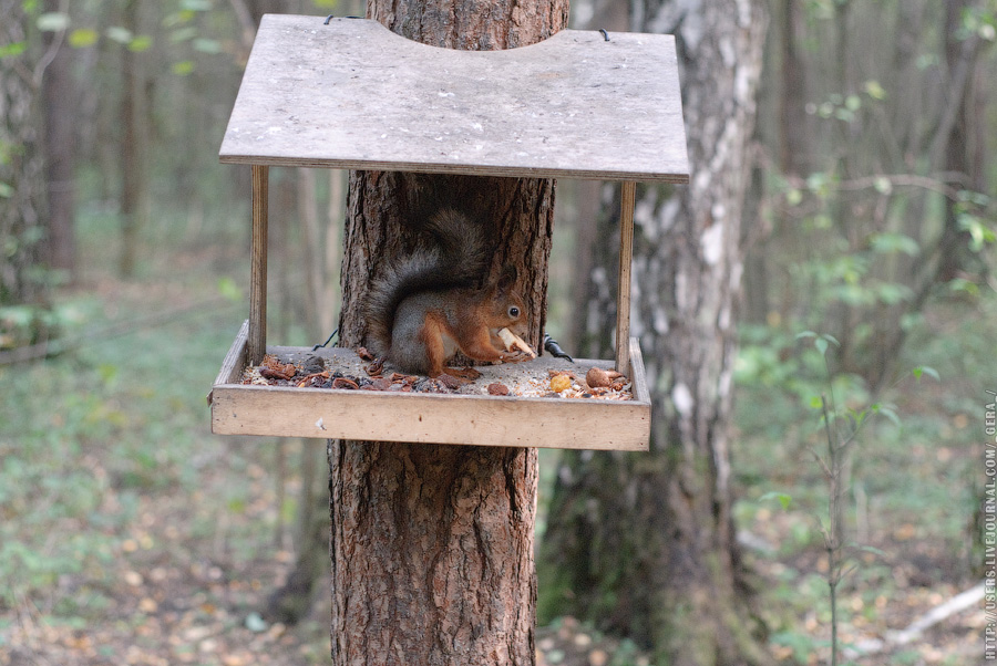 Squirrels_19.jpg