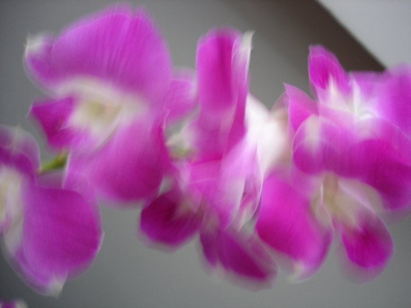 orchid 3.JPG