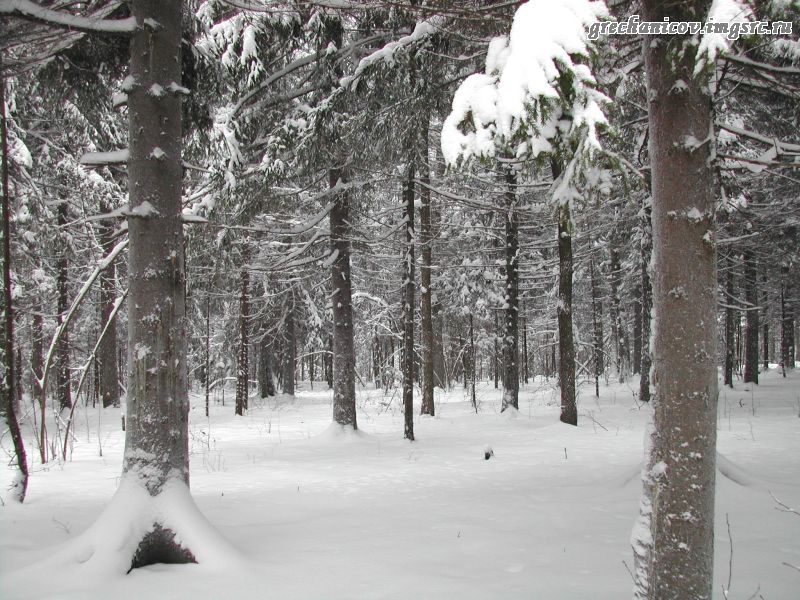 В зимнем лесу. 31.12.2002.jpg