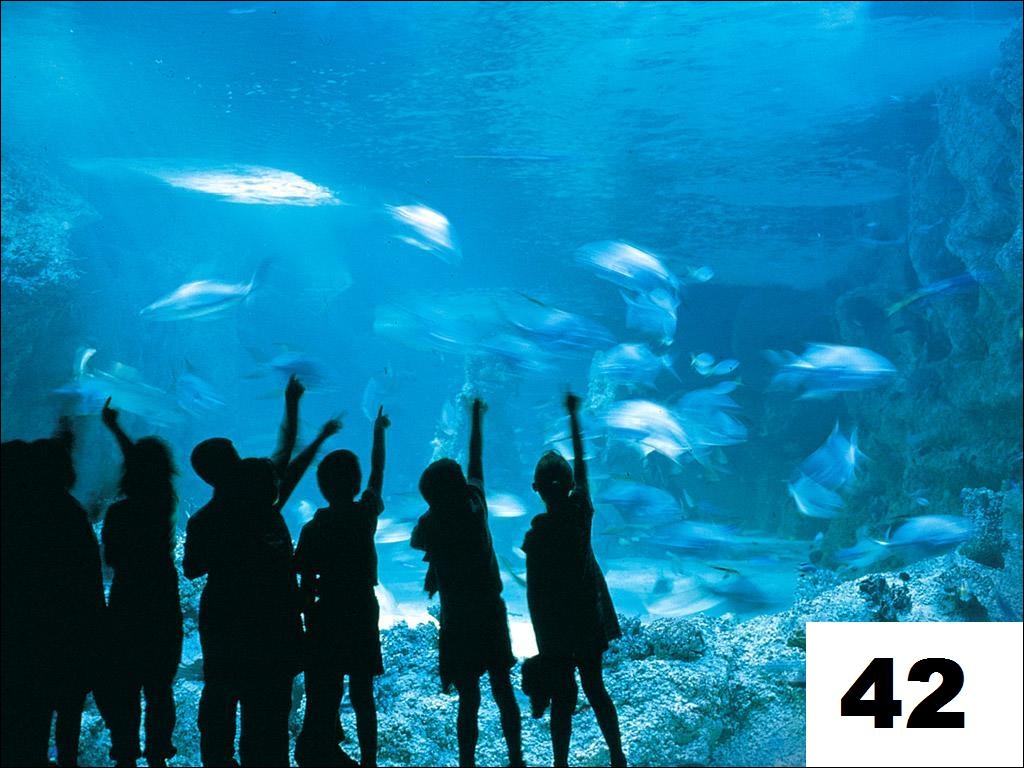 aquarium42.jpg