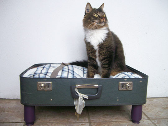 010409-suitcase-pet-bed.jpg