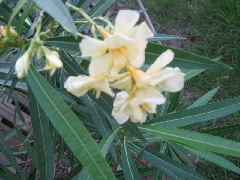 Yellow Oleander.JPG