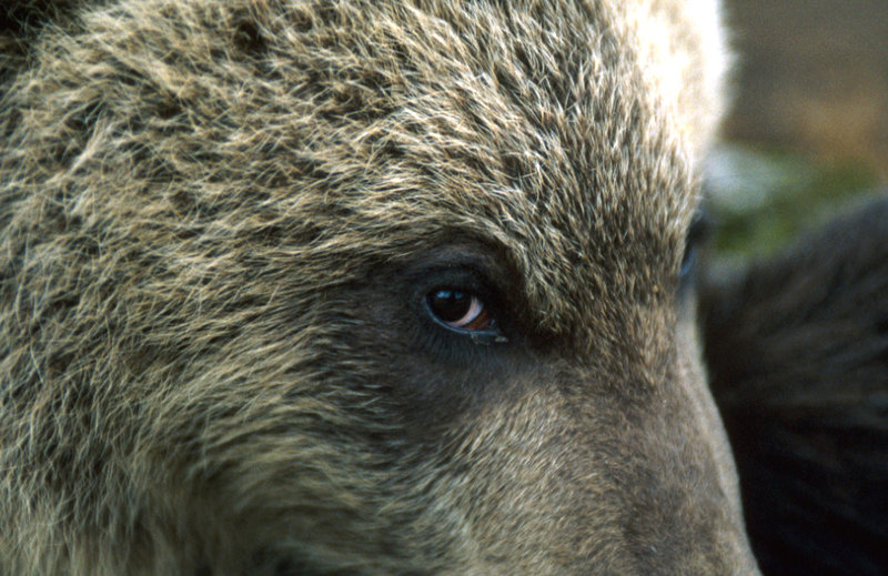 Looking a bear in the eye .jpg