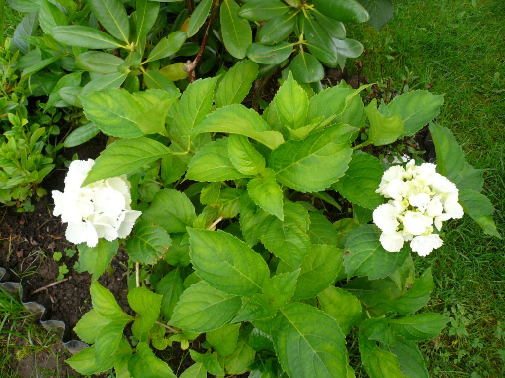 горт.macrophylla  белая (3).JPG