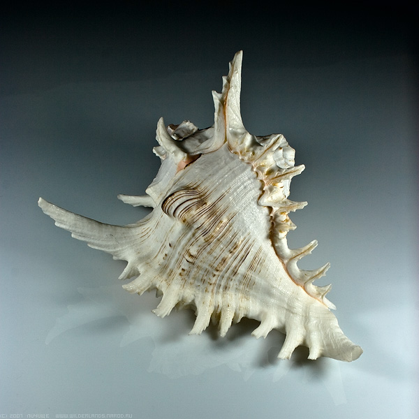 seashell.jpg