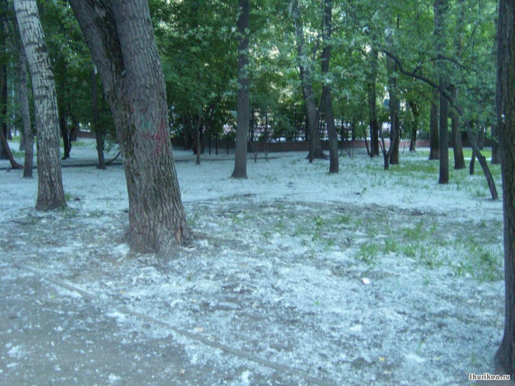 Теплый летний снег. Снег летом. Снегопад летом. Летний снег. Снег летом в Москве.