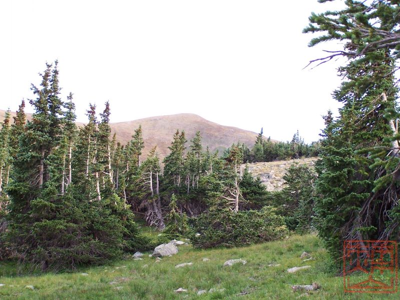 Wheeler Peak Wilderness 150 (5).