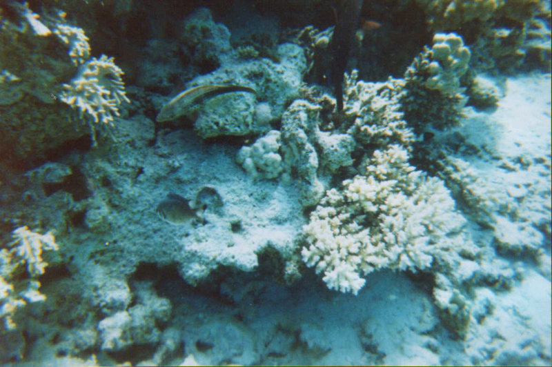 Diving-07.2006-061.jpg