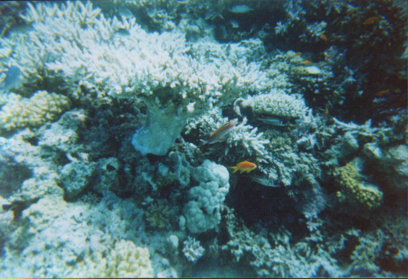Diving-07.2006-073.jpg