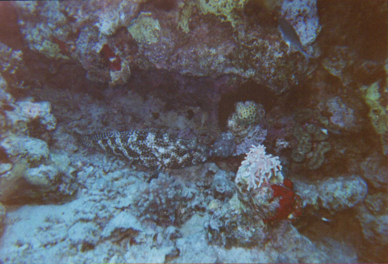 Diving-07.2006-064.jpg