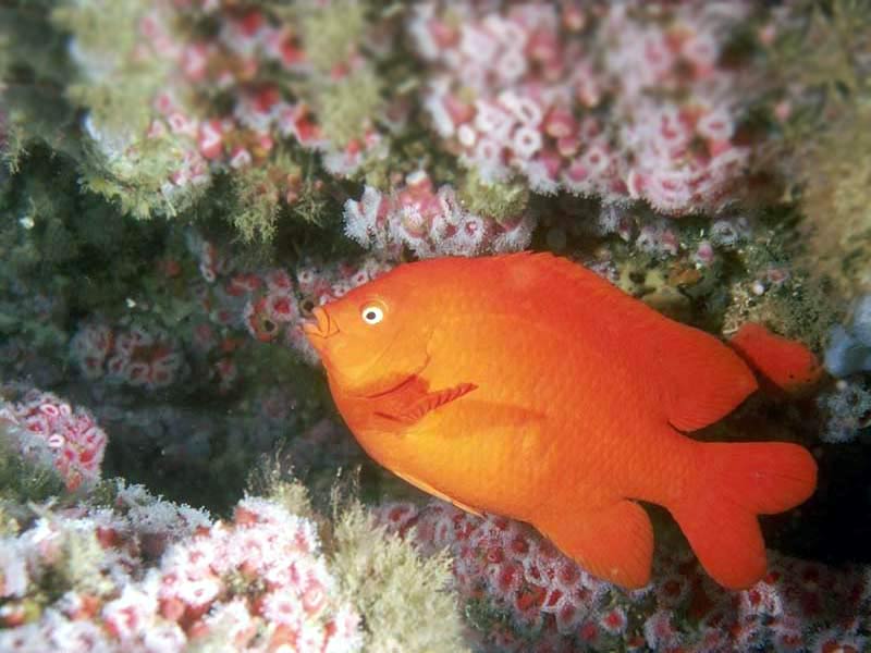 red-fish-in-corals.jpg