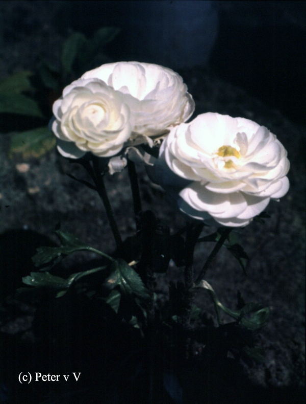 bloemen024.jpg