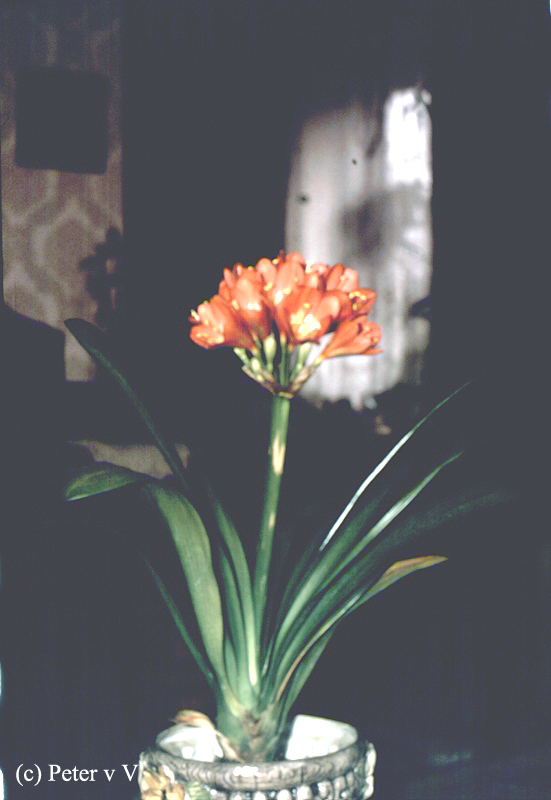 bloemen002.jpg
