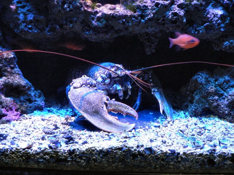 lobster01.jpg