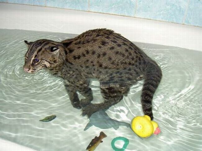 Виверровый кот рыболов_0045.jpg