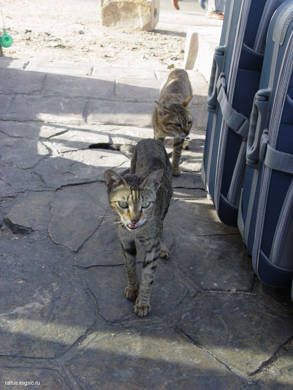 Egypt_cats004.JPG