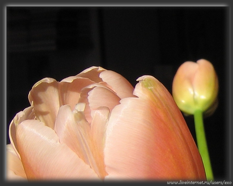 tulipan2.JPG