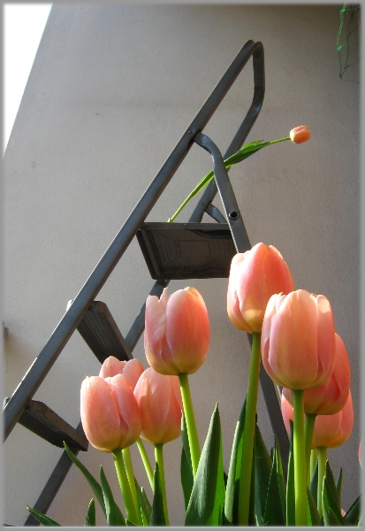tulipan5.JPG