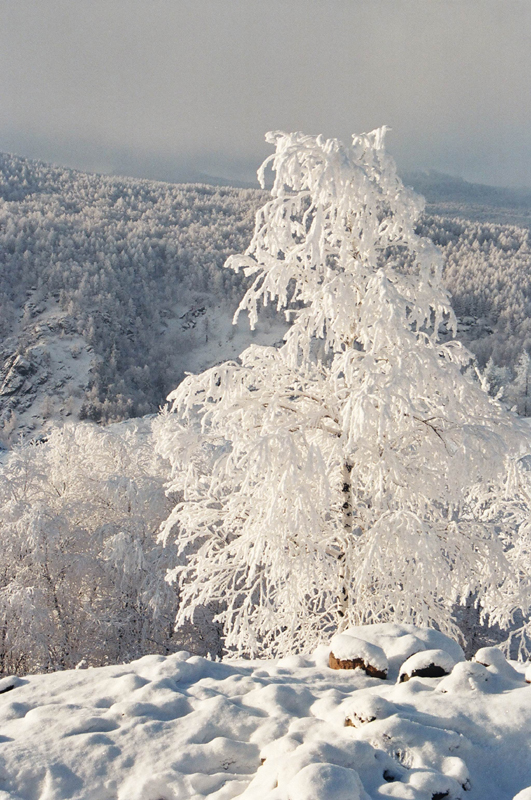 белое дерево.jpg