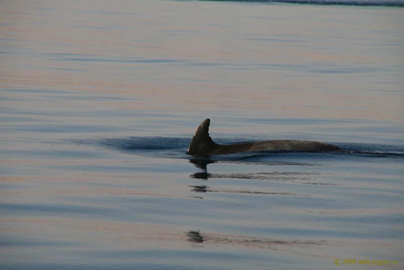 Дельфин в Красном море