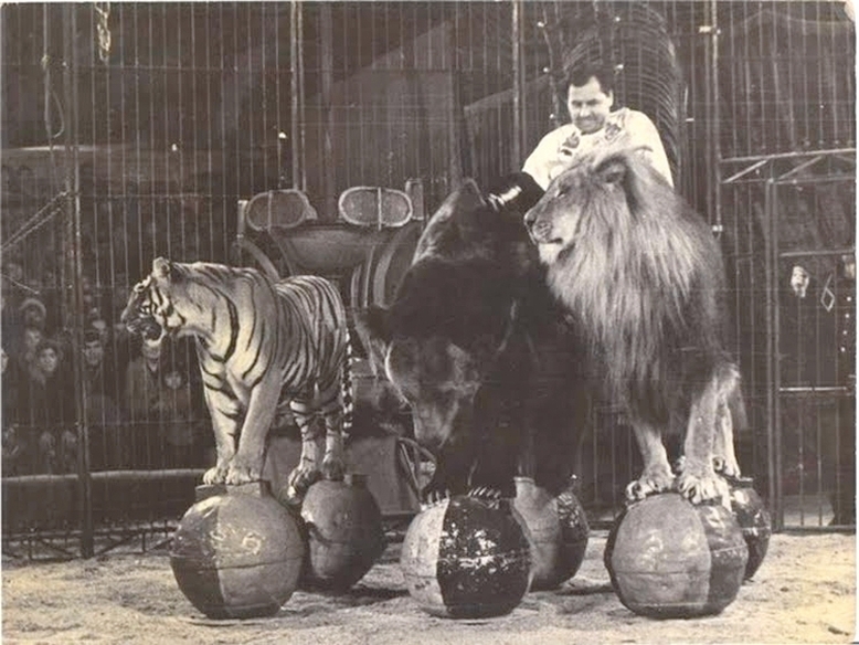 LION, TIGER AND BEAR.jpg