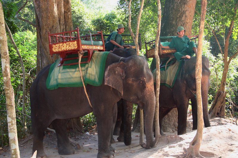 Cambodia. Elephants.jpg