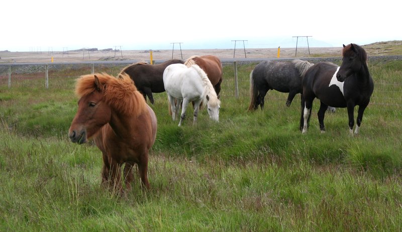 Iceland Horses.jpg