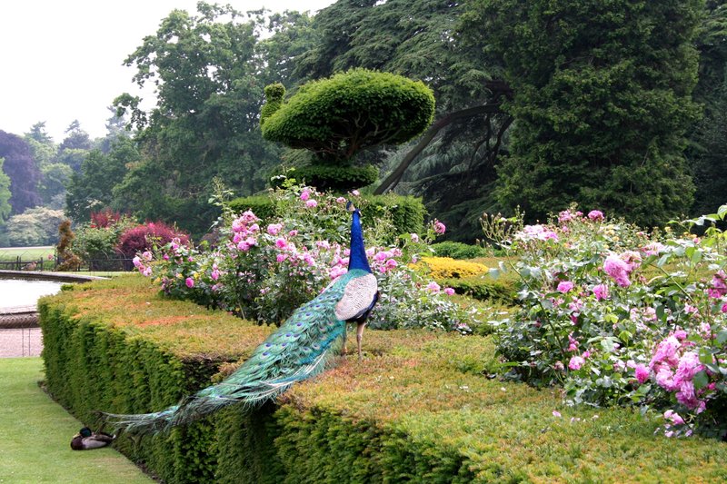 Peacock Garden.jpg