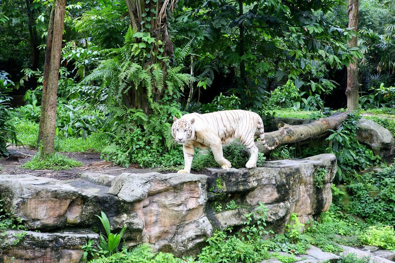 Zoo - tiger.jpg