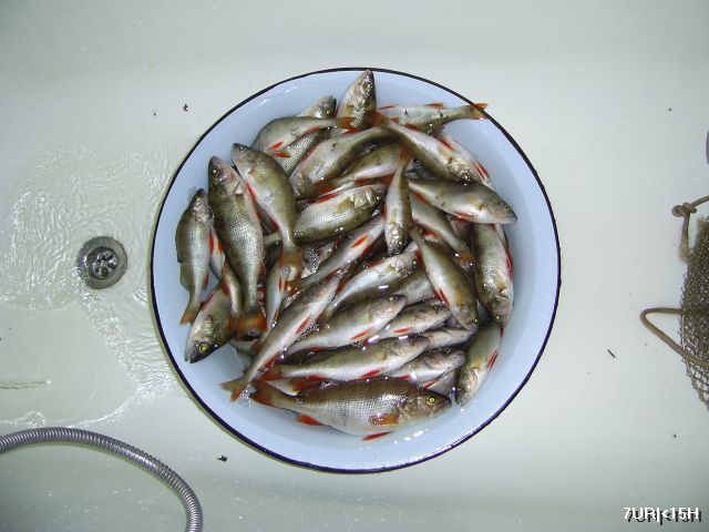 fish kurdum 016.jpg