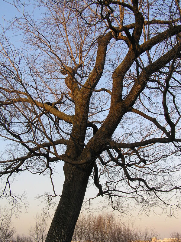 Дерево.JPG