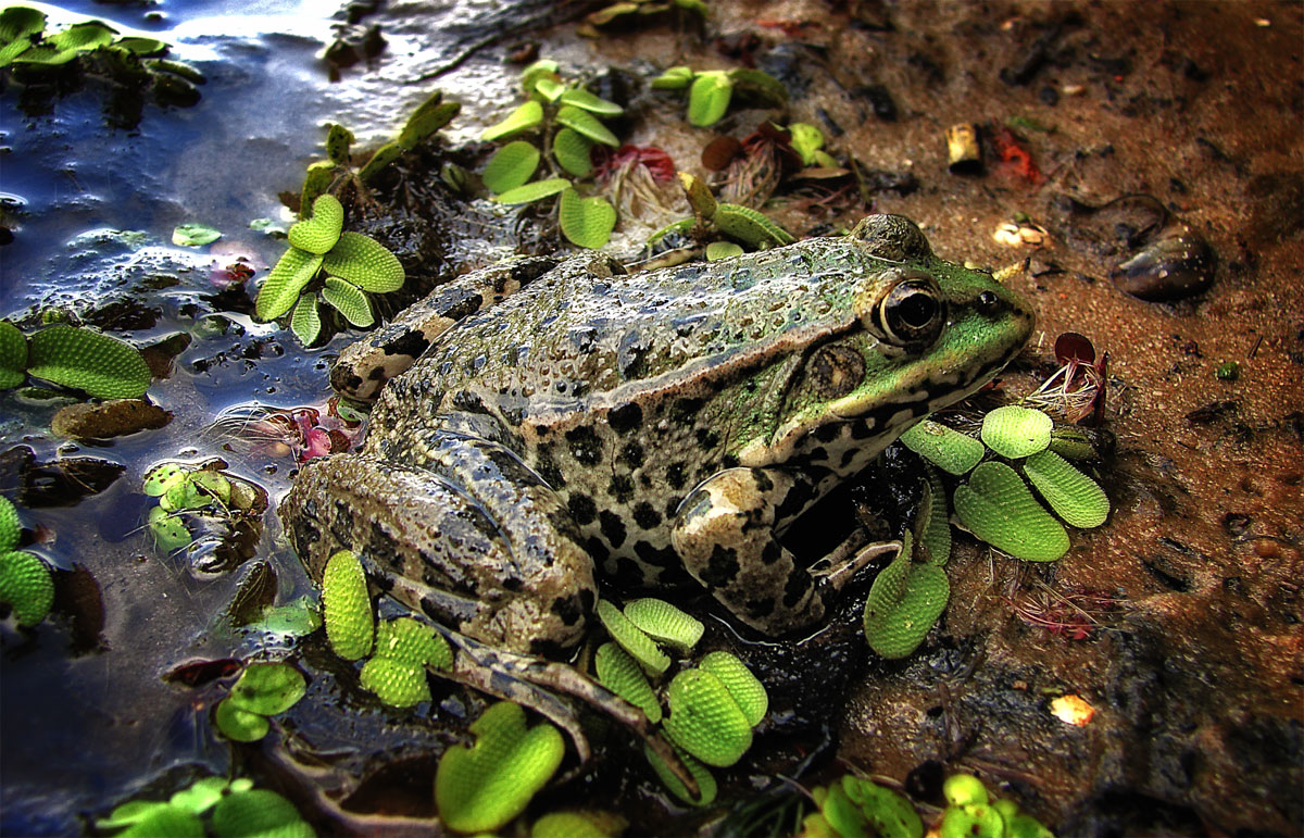 Frog-4.jpg