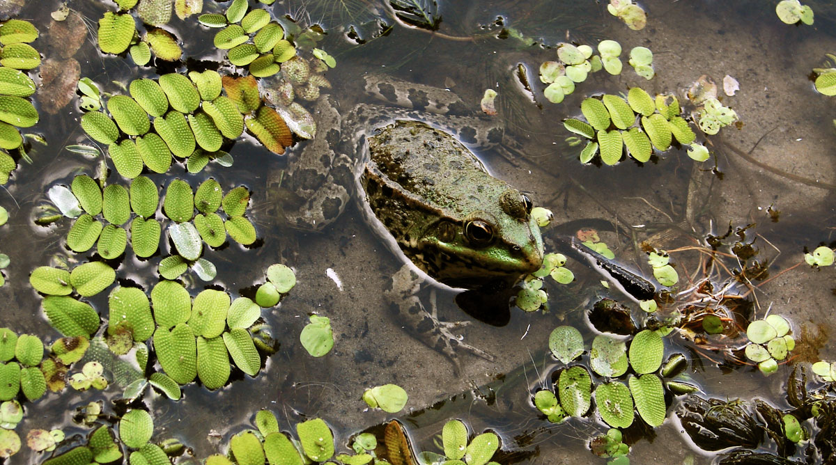 Frog-2.jpg
