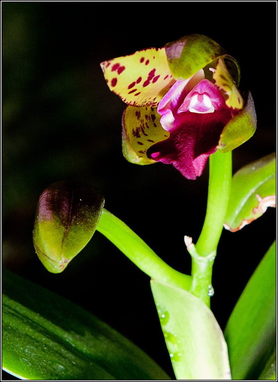 2011-11-20_22-03_DSC9002_Orchid.