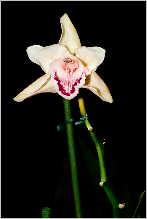 2011-03-08_17-00_DSC4424_Orchids