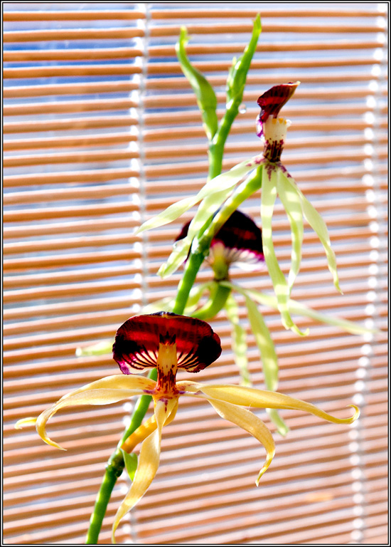 2011-08-31_10-48_DSC6961_Orchid.