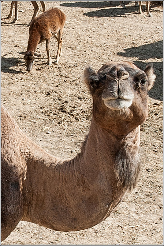 2013-10-03_15-58_DSC4213_camel2.