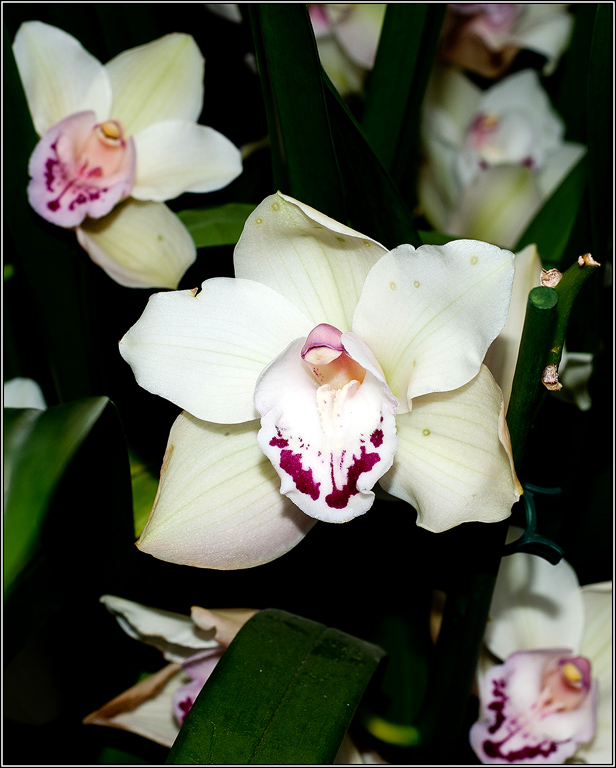 2011-03-08_16-59_DSC4421_Orchids